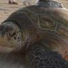 jumeirah-beach-turtle-hero